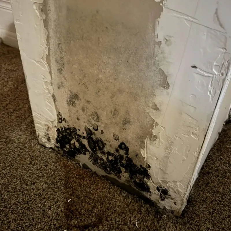 Professional Mold Removal in Okemah, OK